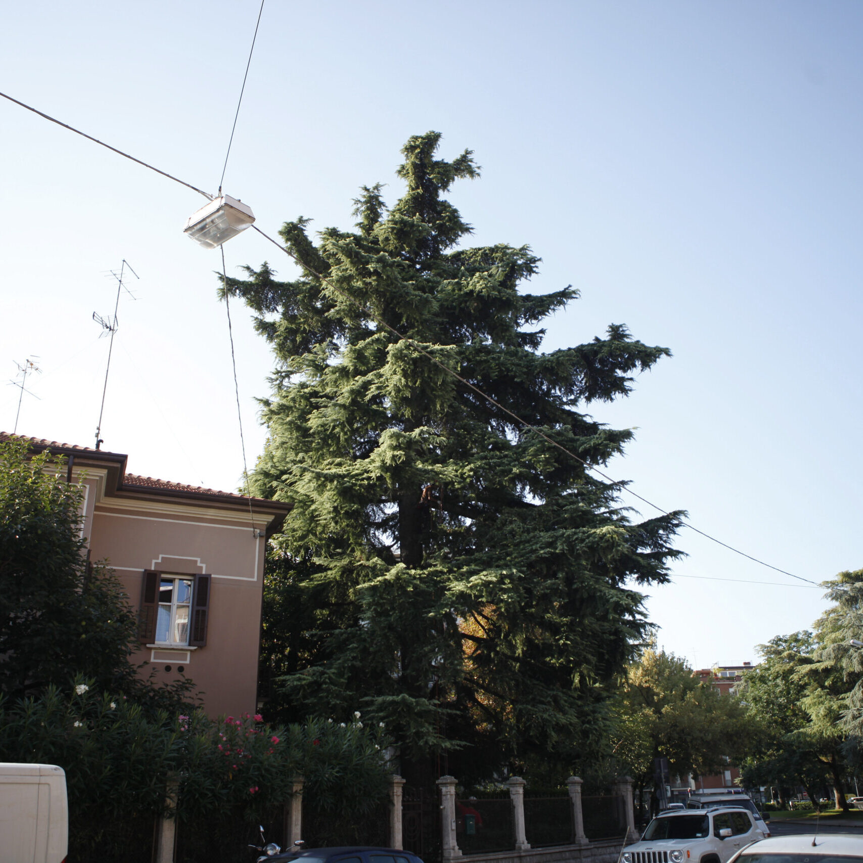 Abbattere albero alto fusto giardino privato Abbattimento alberi in giardini privati