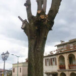 Albero capitozzato